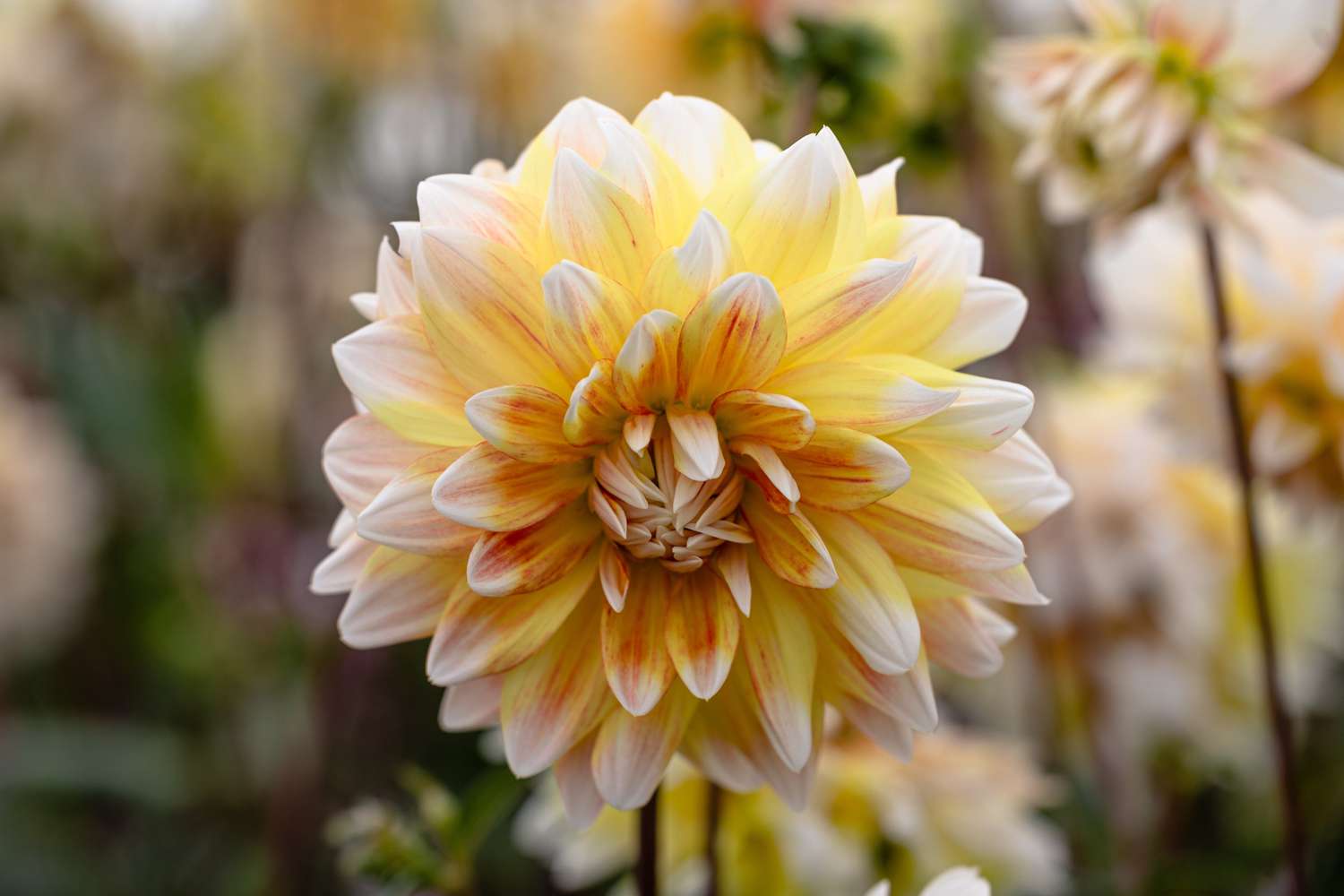 Daalia 'Peaches and Cream'